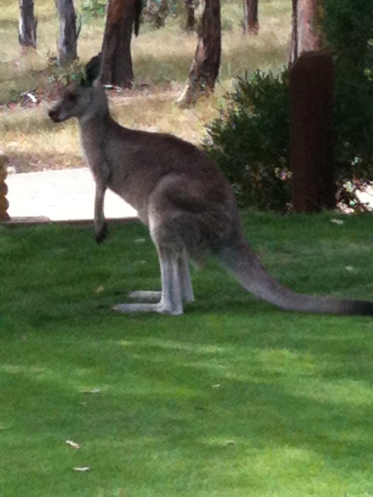 A kangaroo on the course at Federal Golf Course in Canberra, Australia